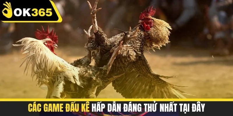 Các game đấu kê hấp dẫn đáng thử nhất tại đây